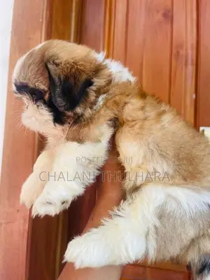 Shih Tzu Puppies