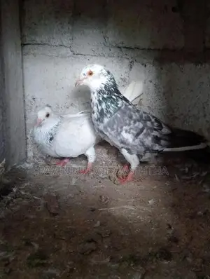 Timing Pigeons