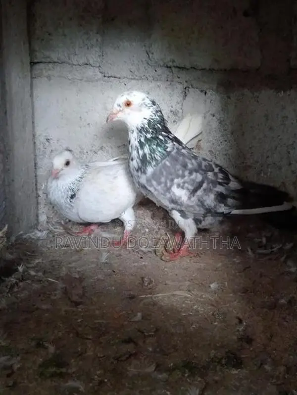Timing Pigeons