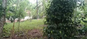 Land For Sale in Dewalapola - Minuvangoda (SSPL-396)
