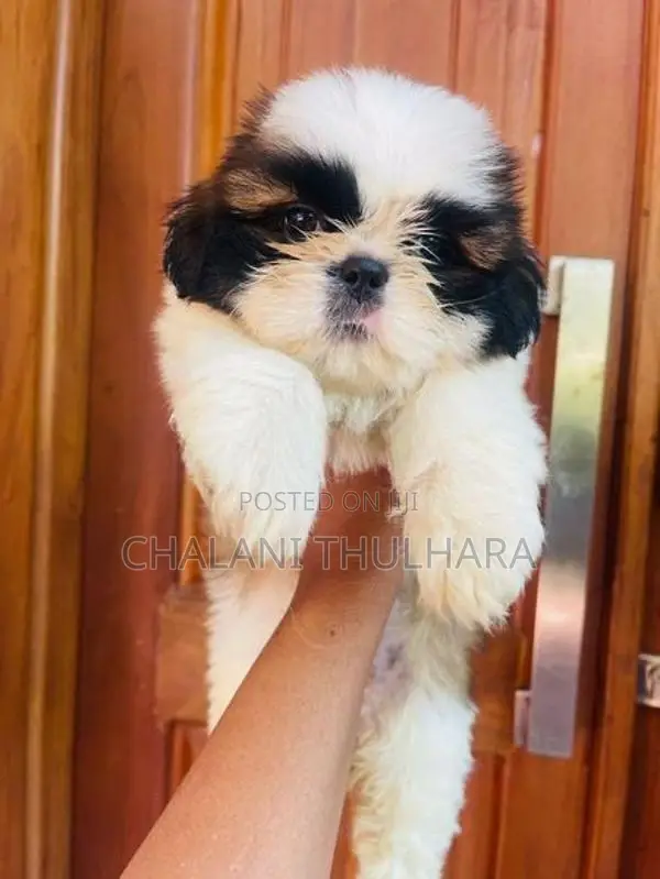 Shih Tzu Puppies