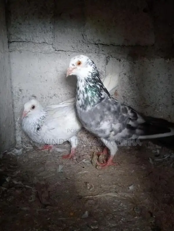 Timing Pigeons