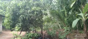 Land For Sale in Dewalapola - Minuvangoda (SSPL-396)