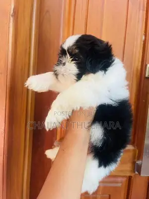 Shih Tzu Puppies