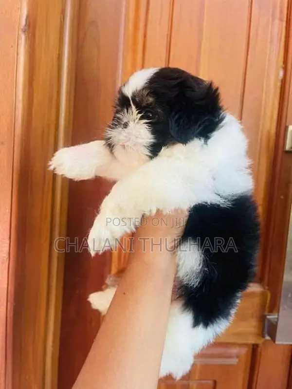 Shih Tzu Puppies