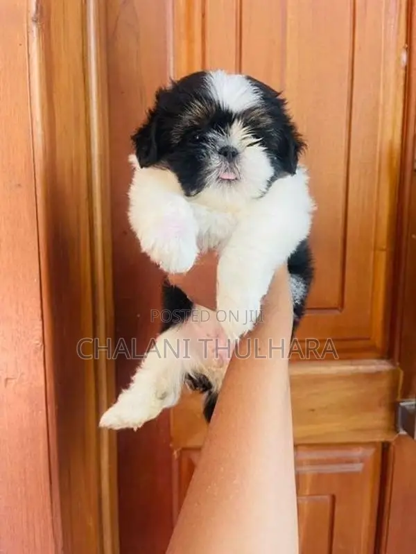 Shih Tzu Puppies