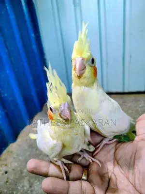Cockatiel Bird