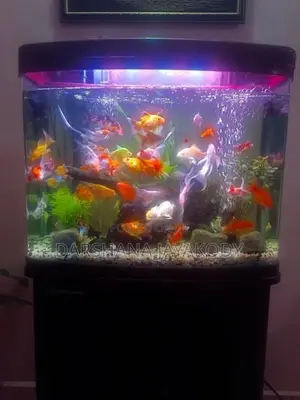 Fish Tank