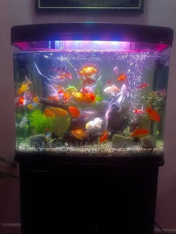 Fish Tank