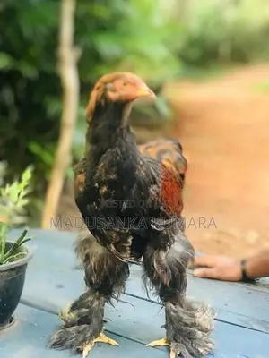 Brama Chicken
