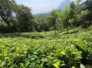 Land for Sale in Neluwa