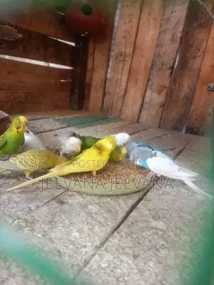 Love Birds