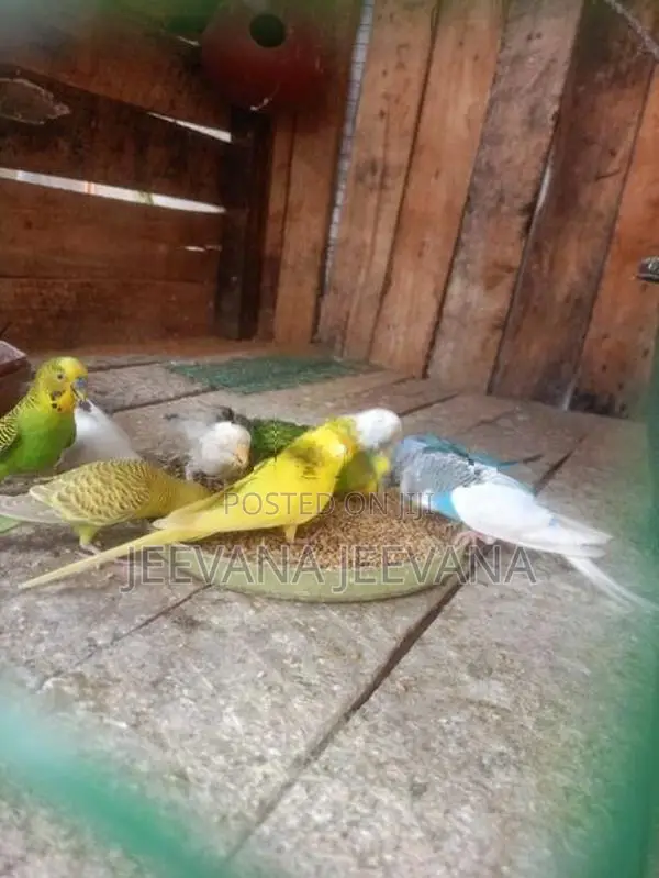 Love Birds