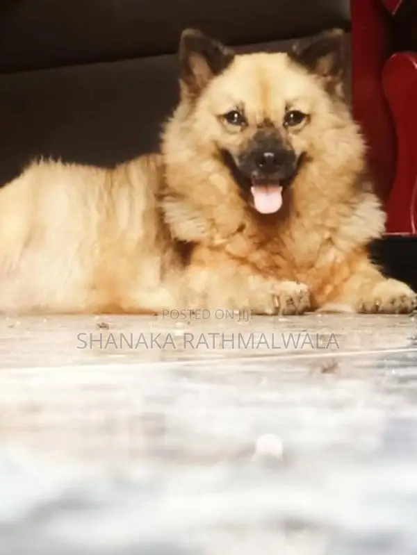 Mini Pomanerian Puppies