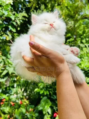 Persian Kitten