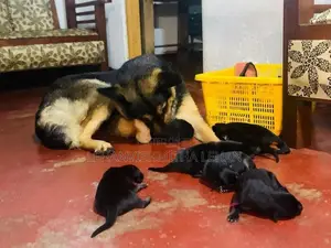 German Shepherd Puppies