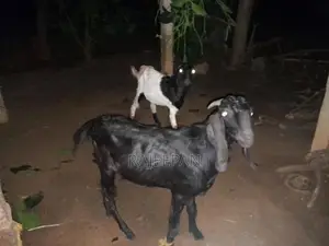 Male Goat
