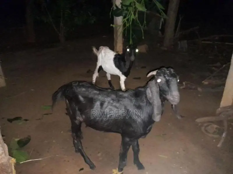 Male Goat