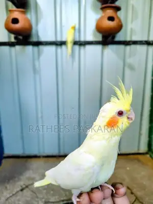 Cockatiel Bird