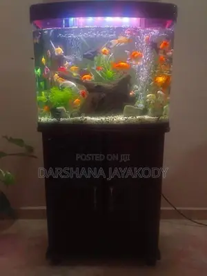 Fish Tank