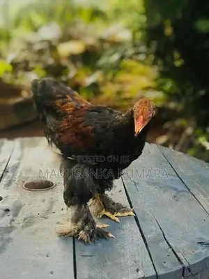 Brama Chicken