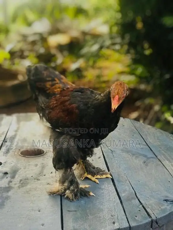 Brama Chicken