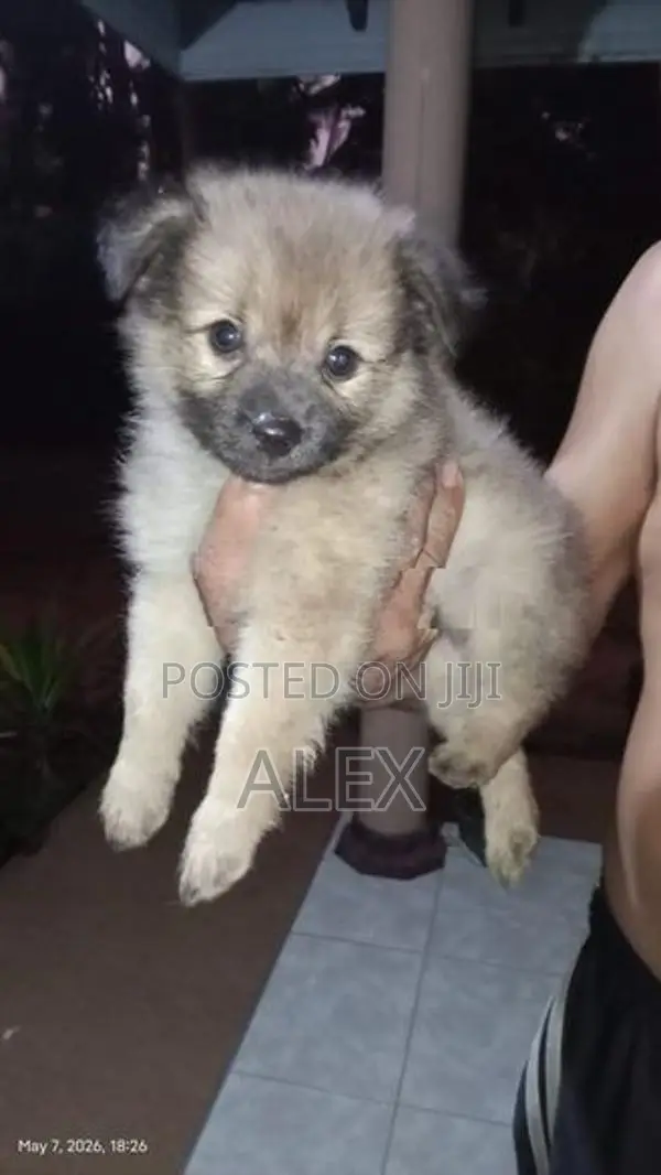 Pomeranian Puppies