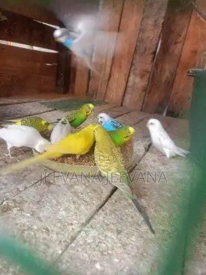 Love Birds