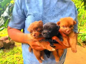 Mini Pomanerian Puppies