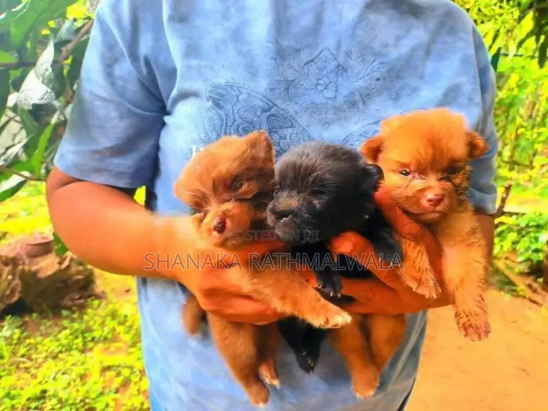 Mini Pomanerian Puppies