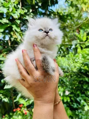 Persian Kitten
