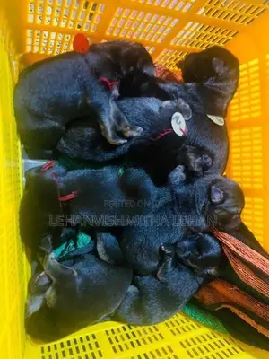 German Shepherd Puppies