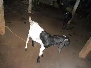 Male Goat