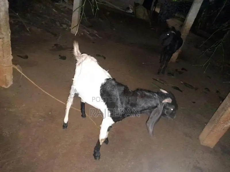 Male Goat