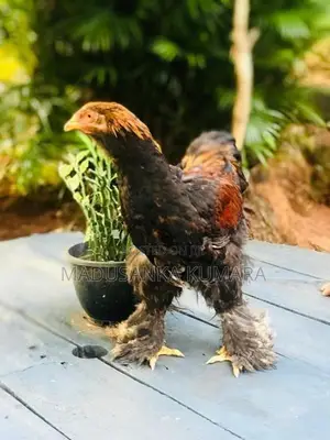 Brama Chicken