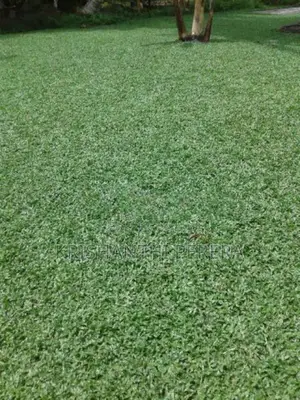 Malaysian Grass