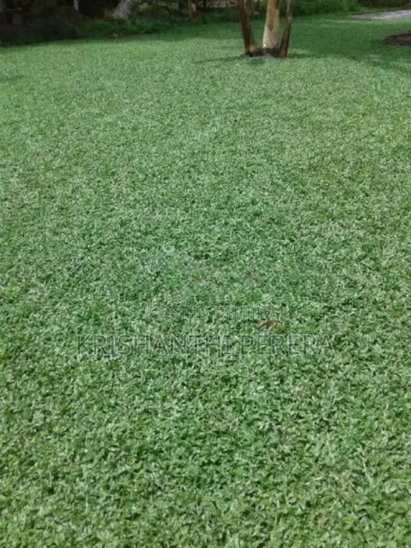 Malaysian Grass