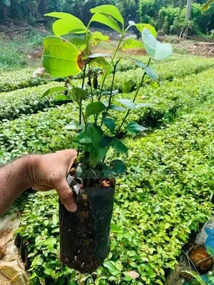 කුරුදු පැළ