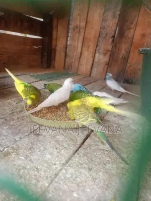 Love Birds