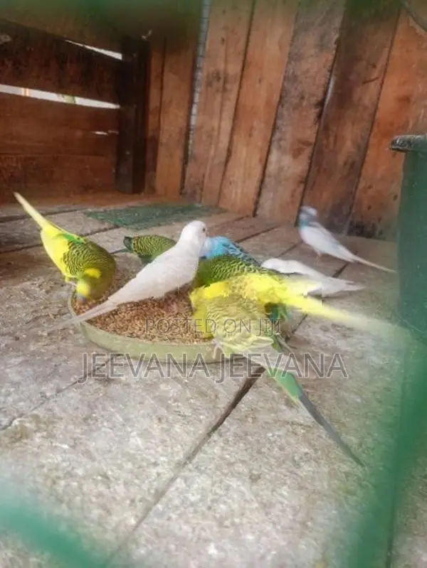 Love Birds