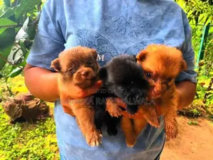 Mini Pomanerian Puppies