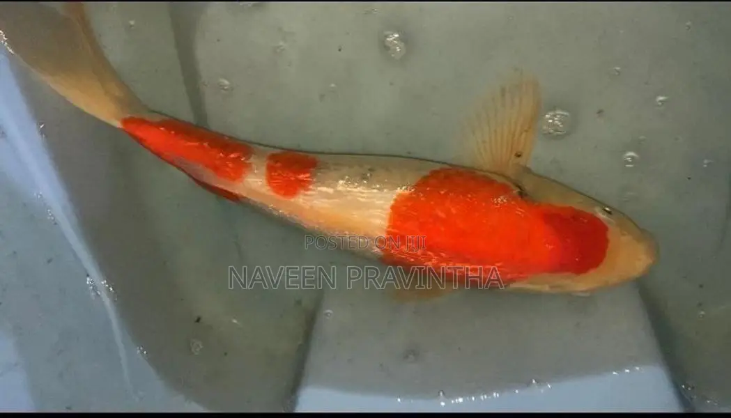 Koi Carp Fishes