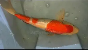 Koi Carp Fishes