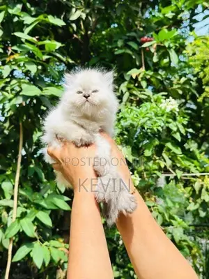 Persian Kitten