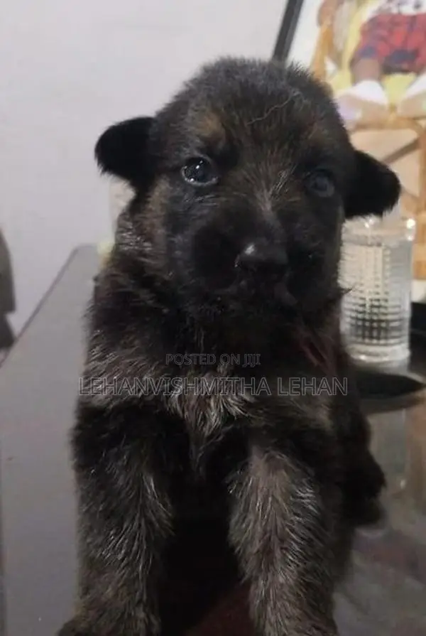 German Shepherd Puppies