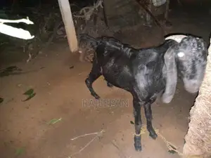 Male Goat