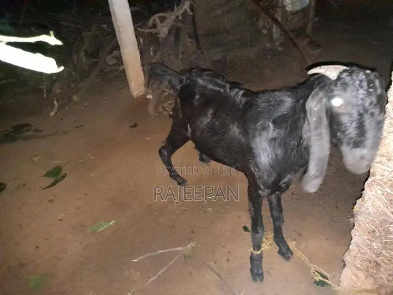 Male Goat