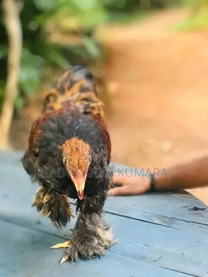 Brama Chicken