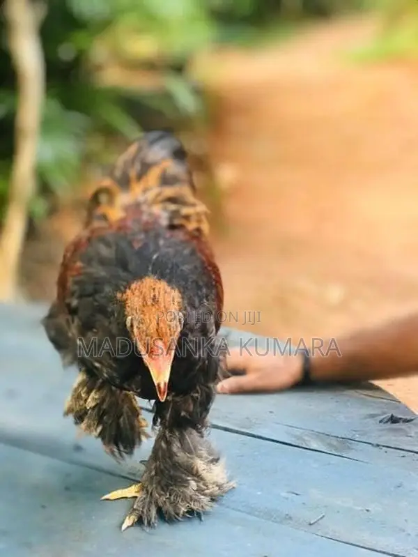 Brama Chicken