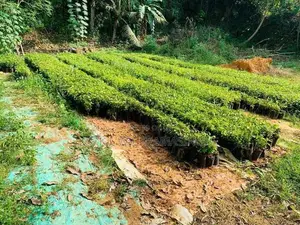 කුරුදු පැළ